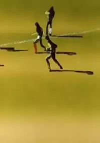 Plakat filmu Hors-jeu