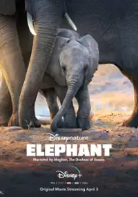 Plakat filmu Słonie