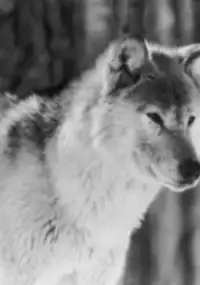 Plakat filmu Cry of the Wild