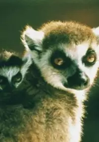 Plakat filmu Lemury z Madagaskaru