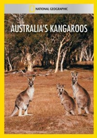 Australia's Kangaroos