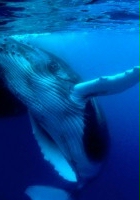 plakat filmu Na grzbietach wielorybów
