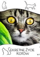plakat filmu Sekretne życie kotów