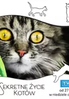 plakat programu TV Sekretne życie kotów