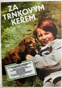 Plakat filmu Za krzakiem tarniny