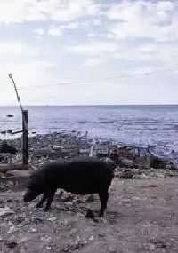 Plakat filmu L'évangile du cochon créole
