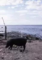 plakat filmuL'évangile du cochon créole