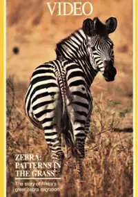 Plakat filmu Zebras: Patterns in the Grass