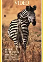 plakat filmu Zebras: Patterns in the Grass