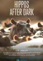 plakat filmu Hippos After Dark
