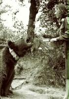 plakat filmu Piwko dla niedźwiedzia!
