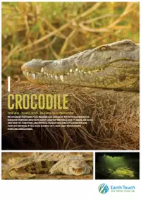 Plakat filmu iCrocodile