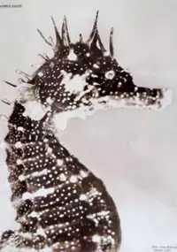 Plakat filmu L'hippocampe, ou 'Cheval marin'