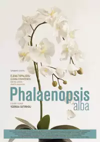 Plakat filmu Phalaenopsis Alba