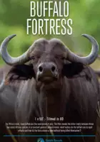 plakat filmu Rywale na śmierć i życie: lew i bawół