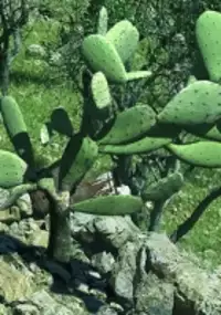 Plakat filmu Zielona linia