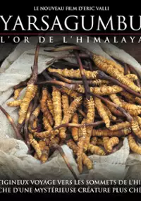 Plakat filmu Himalajska gorączka złota