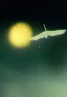 plakat filmu Nedobraya Lado
