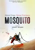 Anja Sobkowska / Mosquito