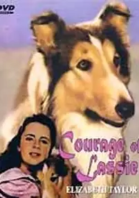 Plakat filmu Odwaga Lassie