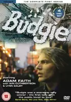 plakat - Budgie (1971)
