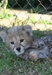 Plakat serialu Ratujmy gepardy!