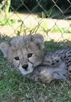 plakat serialu Ratujmy gepardy!