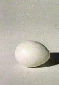 Plakat filmu Canada Vignettes: The Egg
