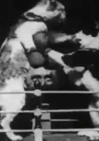 Plakat filmu The Boxing Cats (Prof. Welton's)