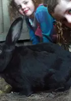 plakat filmuMy Rabit Hoppy
