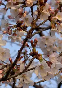 Plakat filmu Wiśniowy front