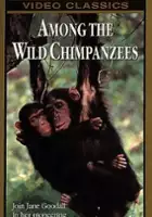 plakat filmu National Geographic's Among the Wild Chimpanzees