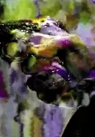 plakat filmu Long Live The New Flesh