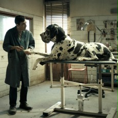 BIULETYN: "Dogman" faworytem nagród David di Donatello