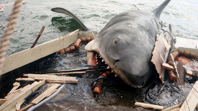 Najlepsze filmy o rekinach. Top 15 filmów, które warto obejrzeć