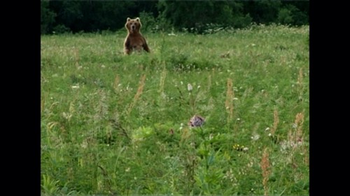 mdagff-2023-bear-stills-0-1849554.jpg