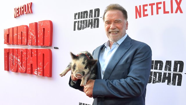 Na którym filmie Schwarzenegger zarobił najwięcej pieniędzy?