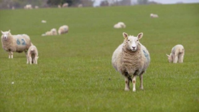 "Baa Baa Land" najnudniejszym filmem w historii kina?