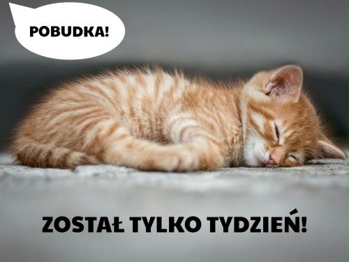 koty_1 tydzien.jpg