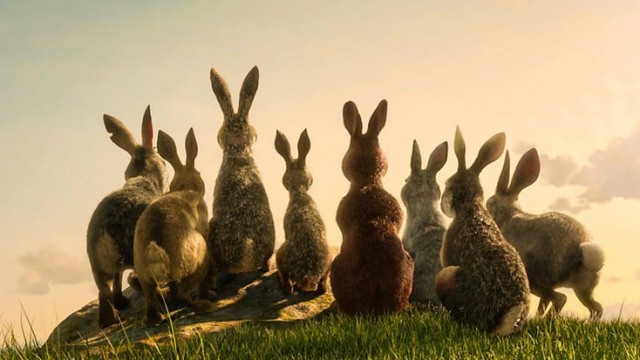 FOTO: Oto króliki z "Wodnikowego Wzgórza"