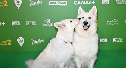 Zobacz relację z premiery "O psie, który jeździł koleją 2"