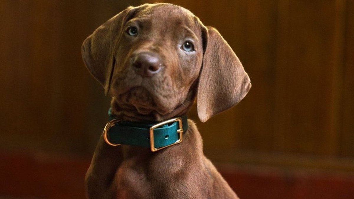 Ale słodziak! Oto Scooby-Doo jako szczeniak z serialu Netfliksa