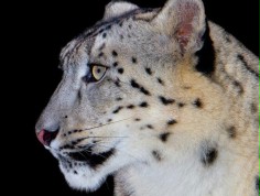 "Racing Extinction - Ginący świat" - ratujmy naszą planetę