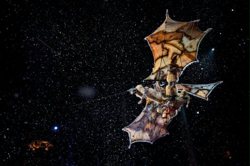 FOTO: James Cameron i reżyser "Shreka" wskazują na plakat "Cirque...