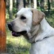 Labradork