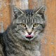 Felis_Catus_
