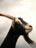 brodaty_i_aspoleczny