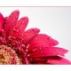 kams_2