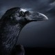 Black_raveN