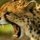 gepard88